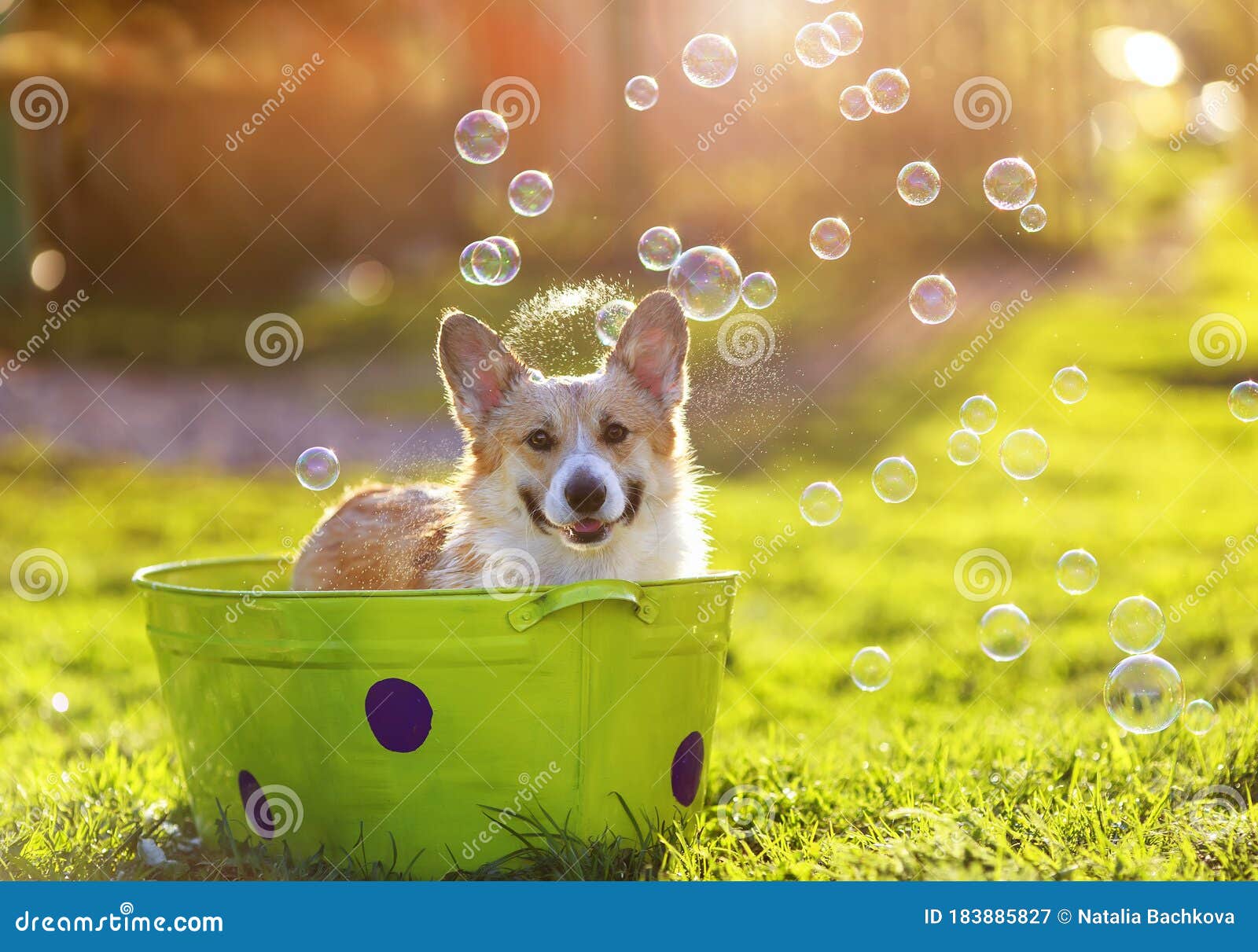 A Funny Red Corgi Dog Puppy with Big Wet Ears Sitting in a Basin of ...