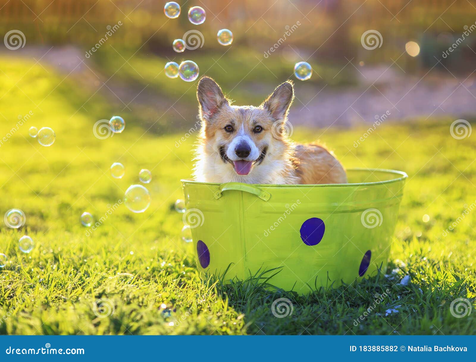 Portrait of a Red Corgi Dog Puppy with Big Wet Ears Sitting in a Basin ...