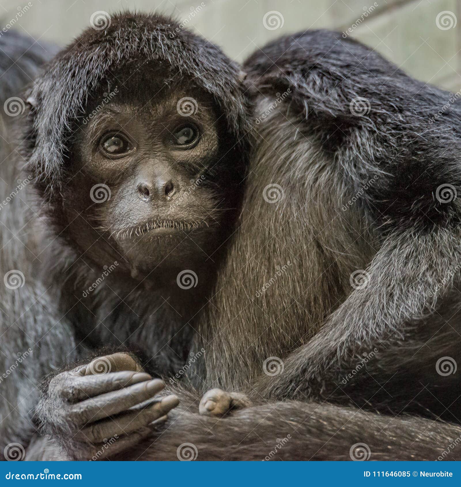 Portrait of Funny Spider Monkey from South America`s Jungles Stock Image -  Image of brazil, ecology: 111646085