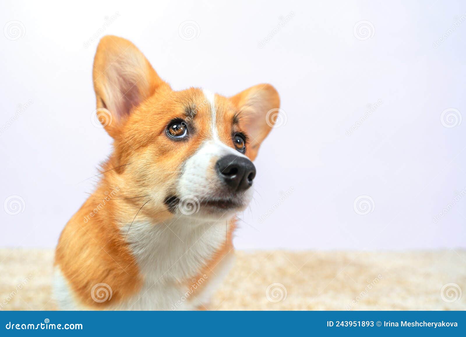 Profile Portrait Of Funny Welsh Corgi Pembroke Or Cardigan With