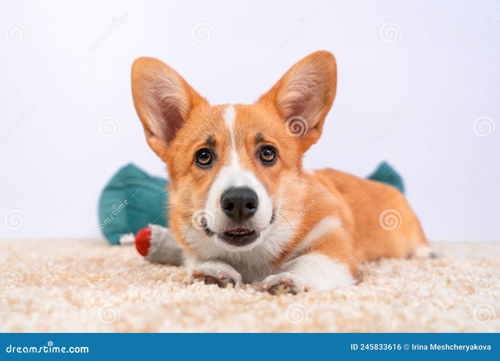 Profile Portrait Of Funny Welsh Corgi Pembroke Or Cardigan With