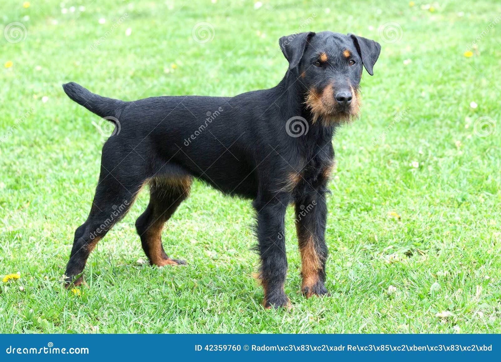 german hunting terrier for sale