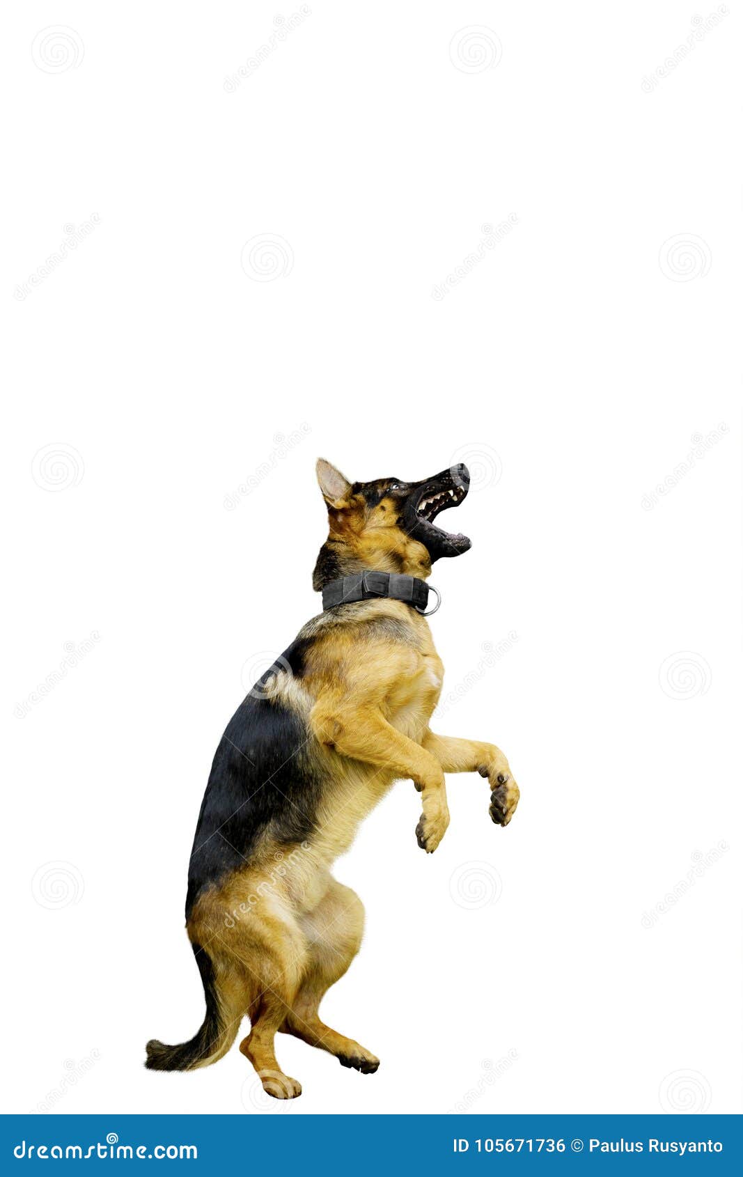 German Shepherd Dog Standing with Hind Legs Stock Photo - Image of ...