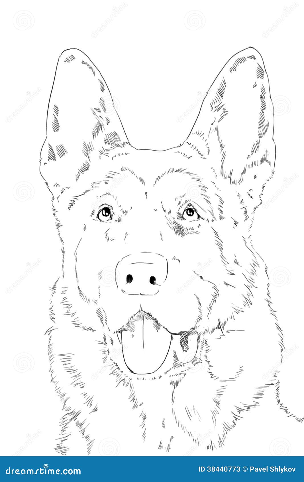 Portrait Of German Shepherd Stock Illustration