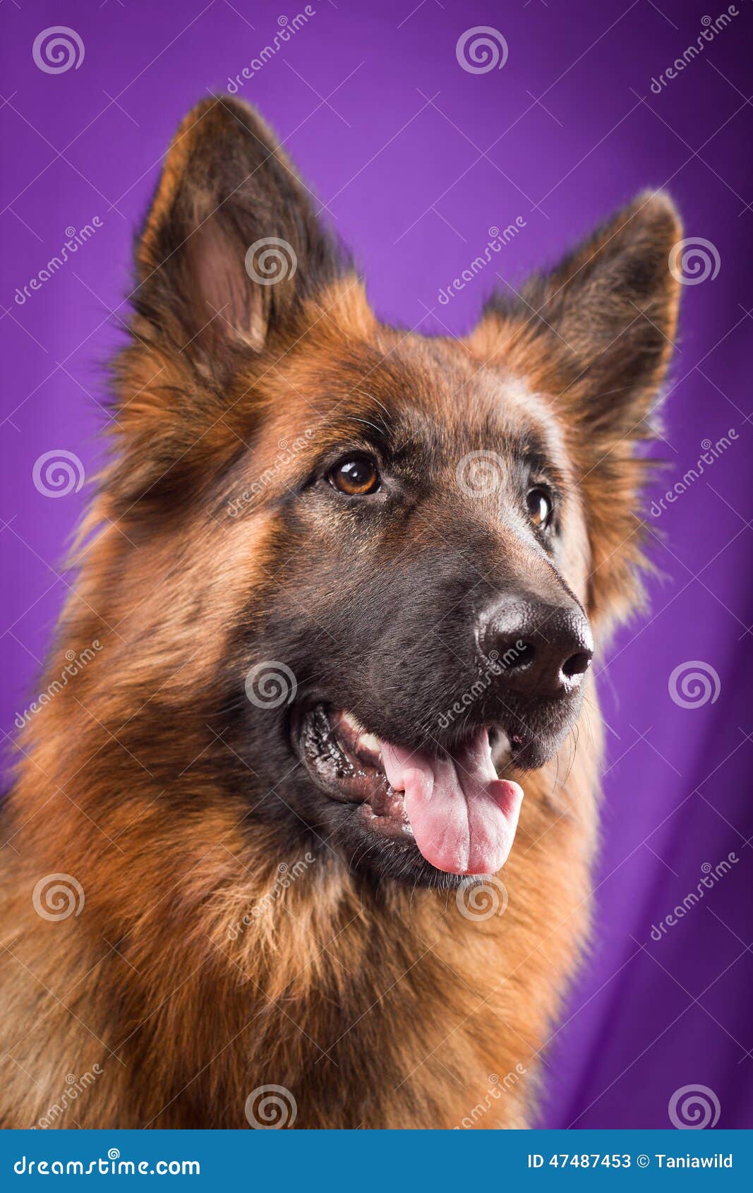 Portrait of a German Shepherd. Purple Background. Stock Image Image