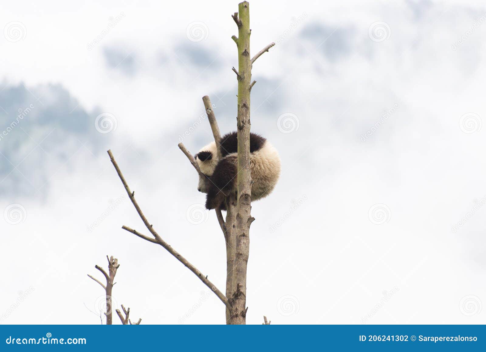 portrait of a gigant panda cub lying on a tree