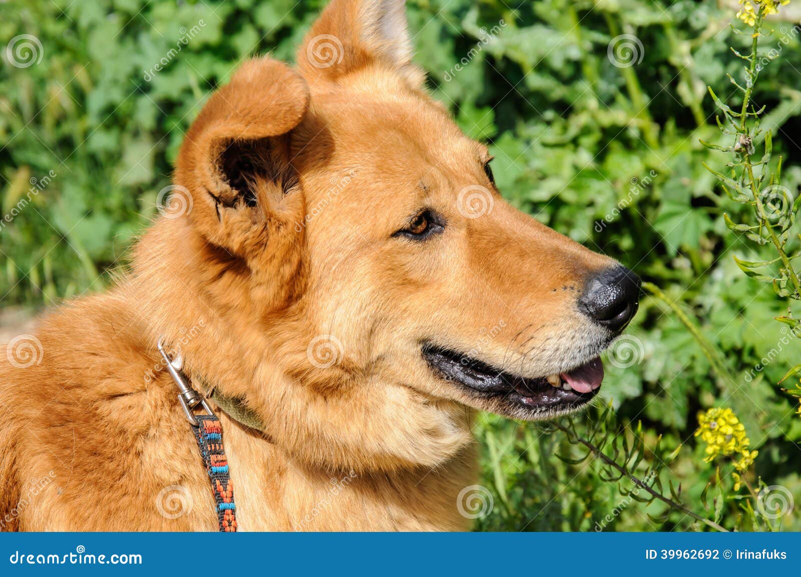 Portrait of Ginger Dog Looking Away Stock Photo Image of adorable