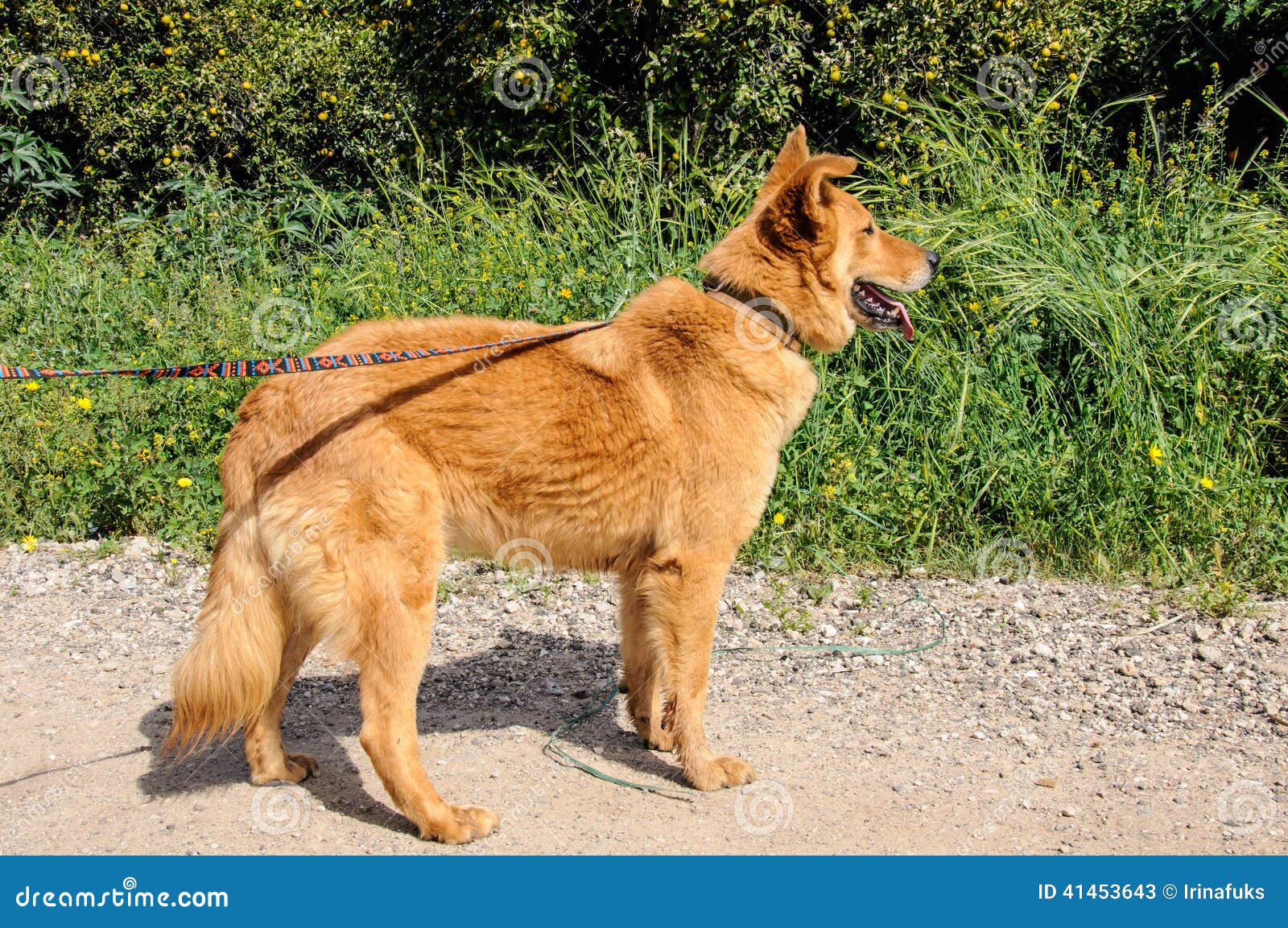 Portrait of Ginger Dog Looking Away Stock Image Image of background