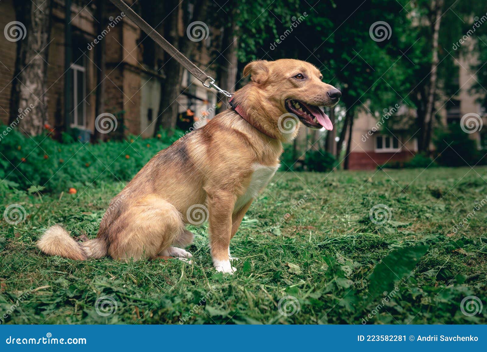 Portrait of a Ginger Dog Outdoor. Mongrel Dog Stock Image Image of