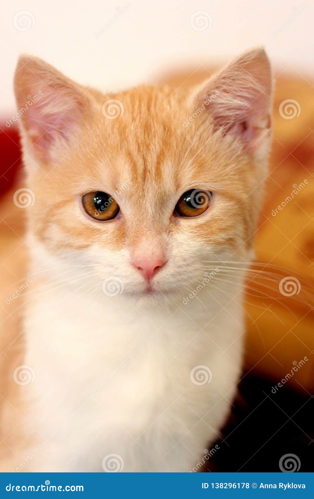 51++ Brown kitten turning white Best Cute Cat Photos