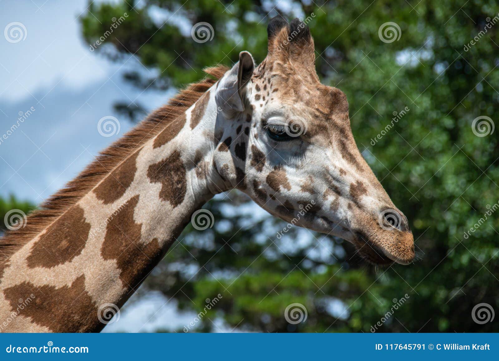 portrait of a giraffe at zoo