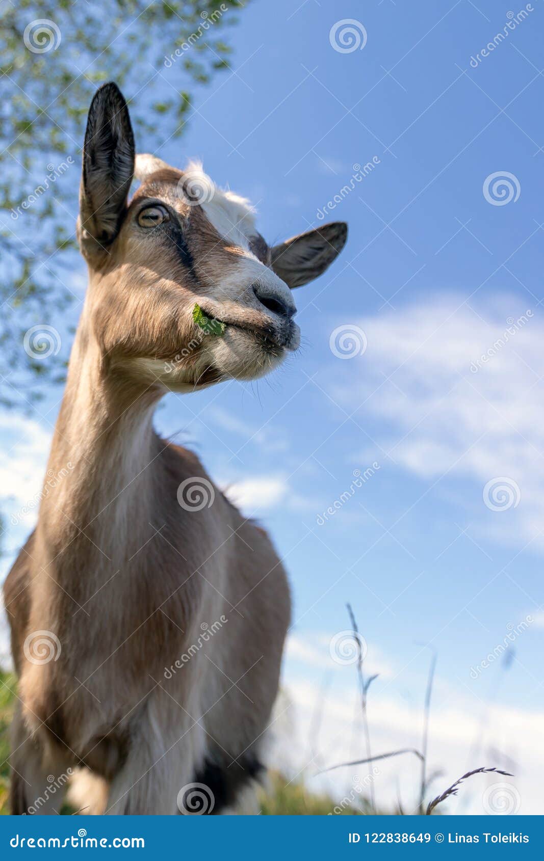 Wide Angle Goat Portrait in the Meadow Stock Image - Image of angle ...