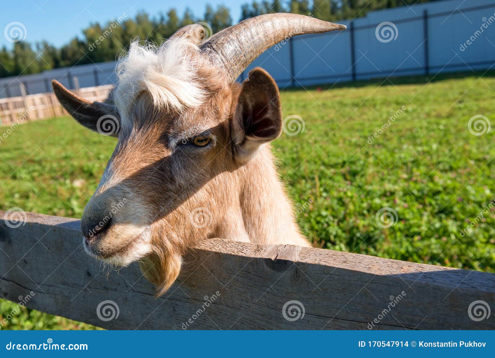 Goat Eating Lele Hair  Derek Marshall  Flickr
