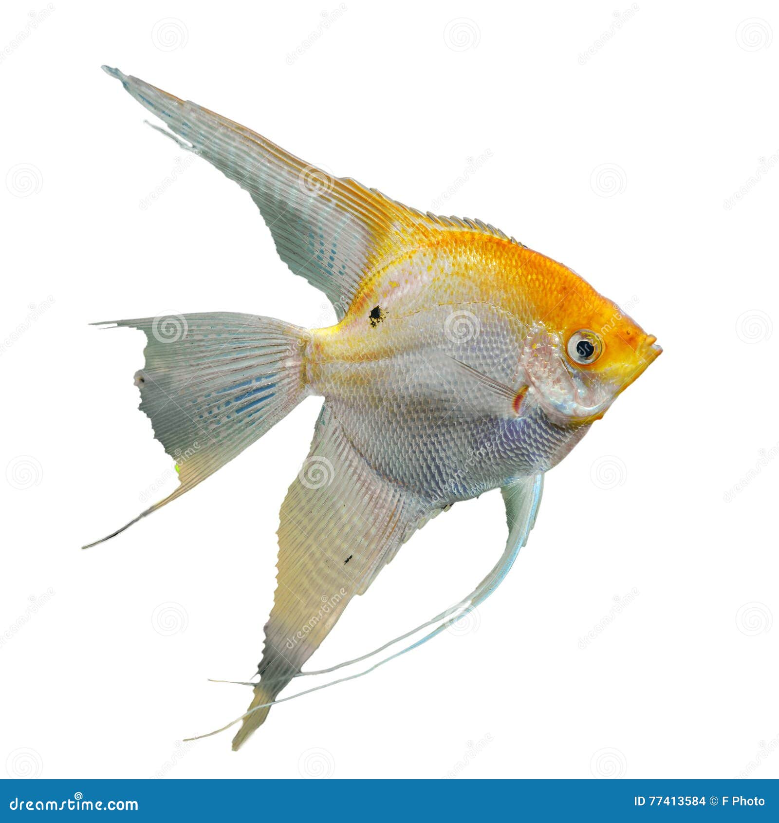 portrait of the golden angel fish