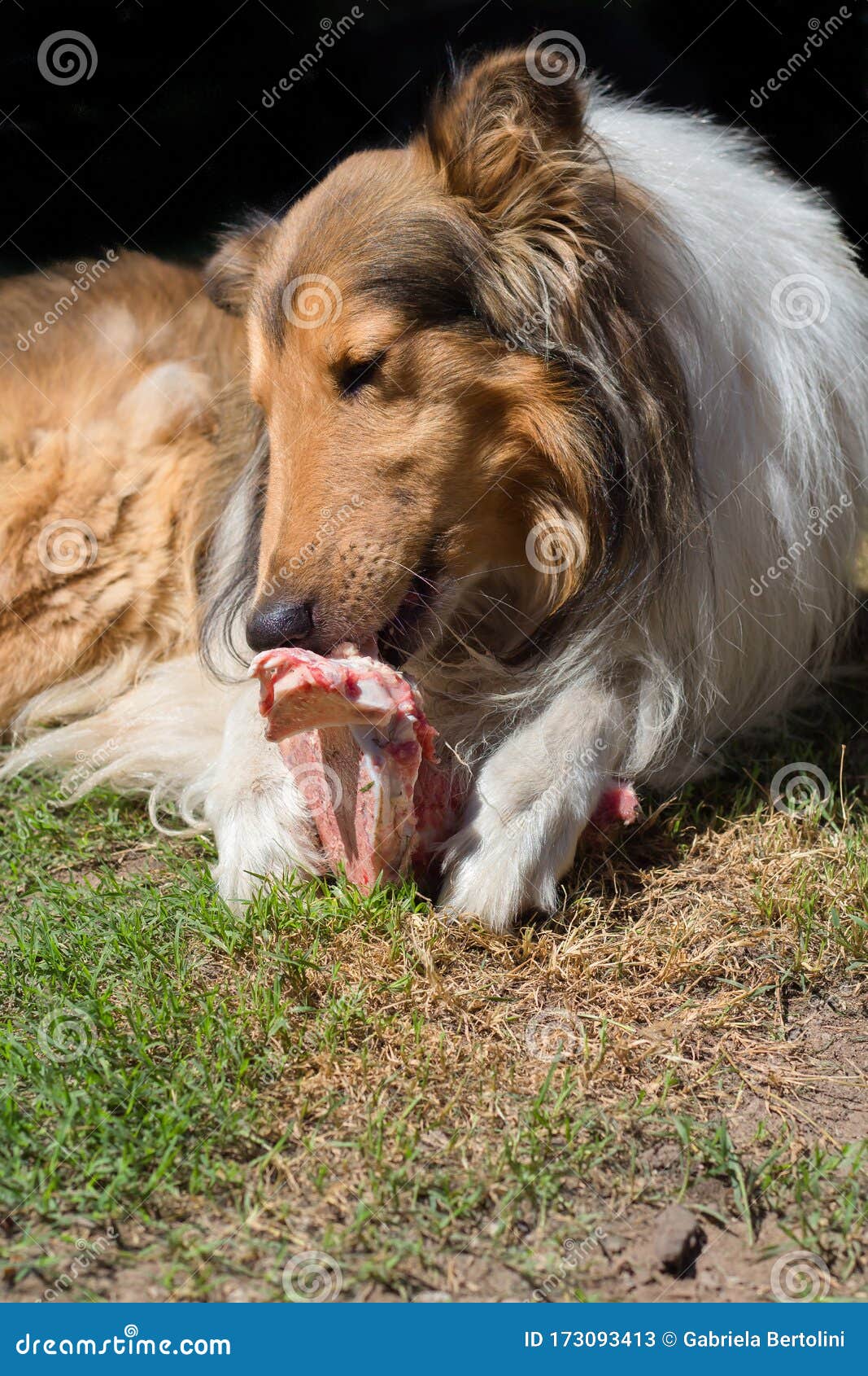 at donere lampe Bug Portrait of Golden Collie Dog with a Bone with Raw Meat Carrying Barf Diet  Stock Image - Image of meat, domestic: 173093413