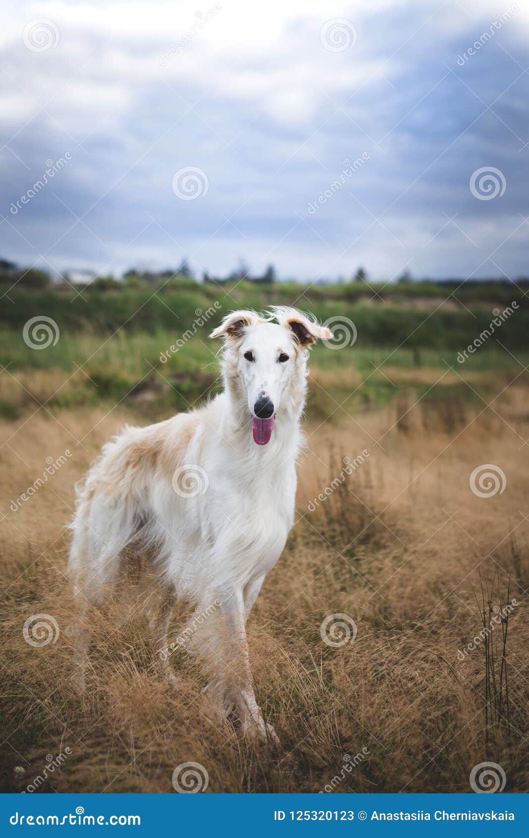 Portrait Of Gorgeous And Elegant Beige Russian Borzoi Dog Standing In The Field Stock Image Image Of Happy Green 125320123