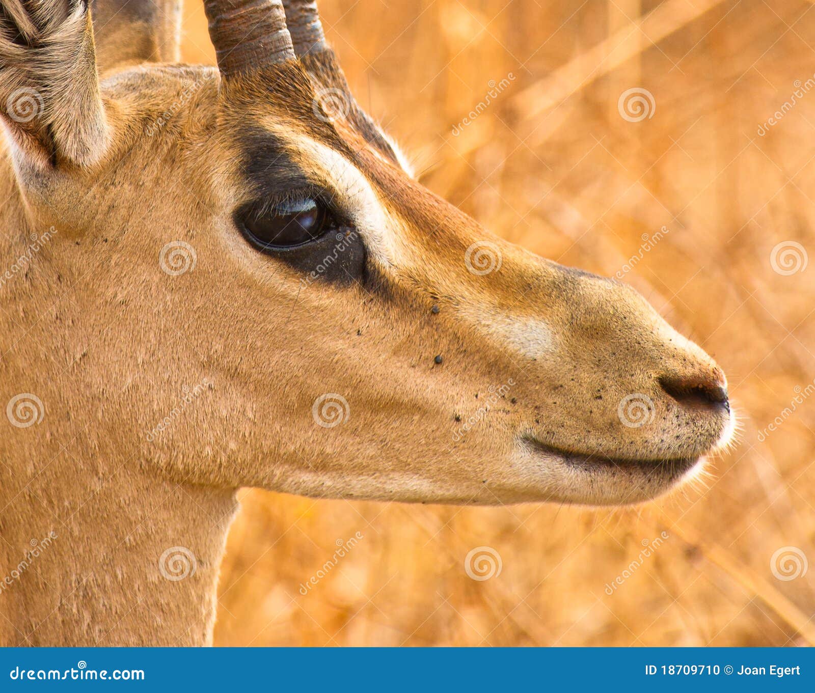 680 Gazelle Eyes Photos Free Royalty Free Stock Photos From Dreamstime 680 Gazelle Eyes Photos Free Royalty Free Stock Photos From Dreamstime