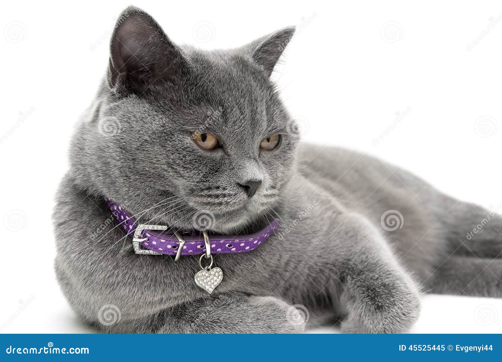 gray cat collar