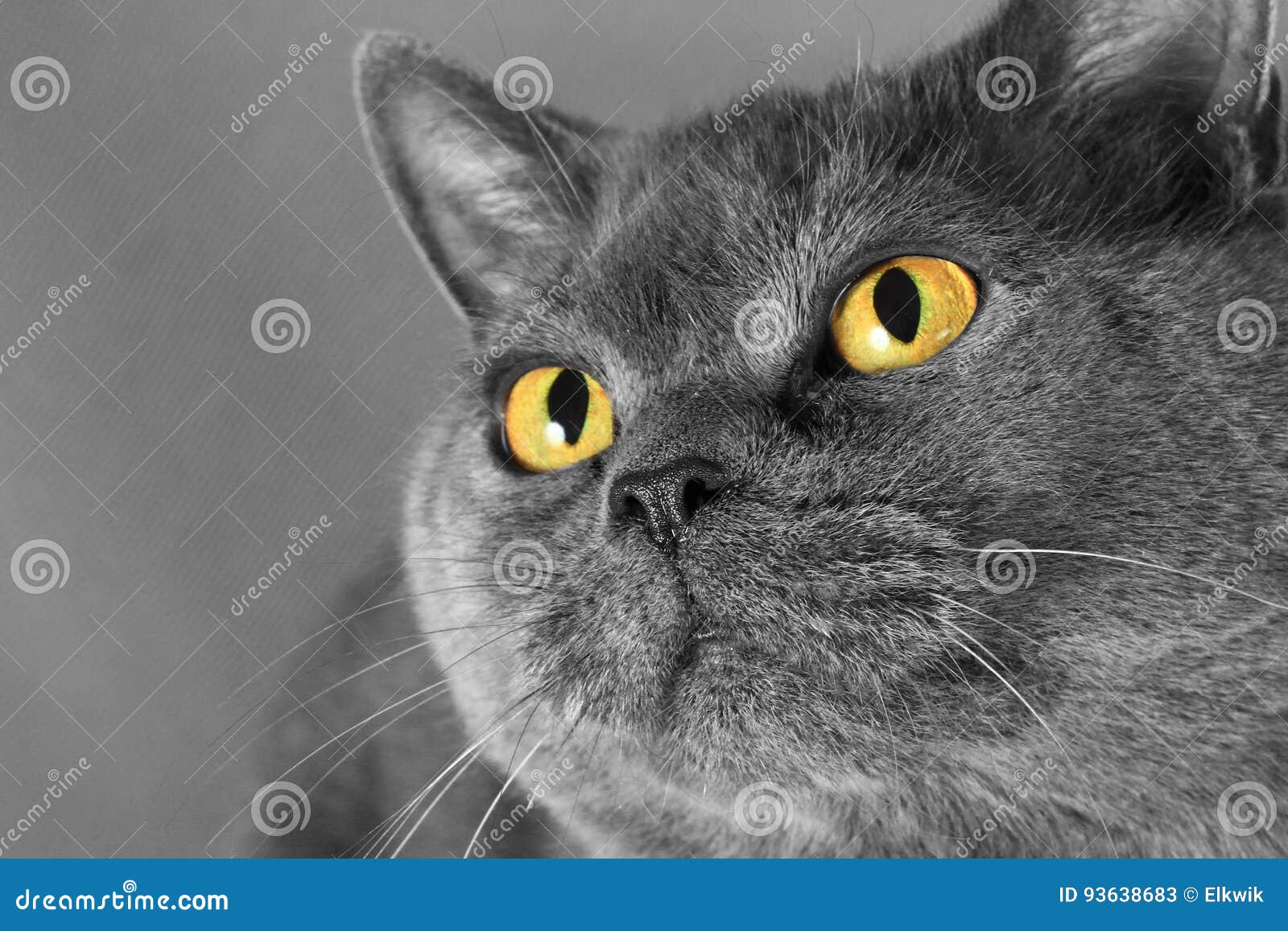 Portrait Of A Gray Cat With Yellow Eyes Stock Image Image Of
