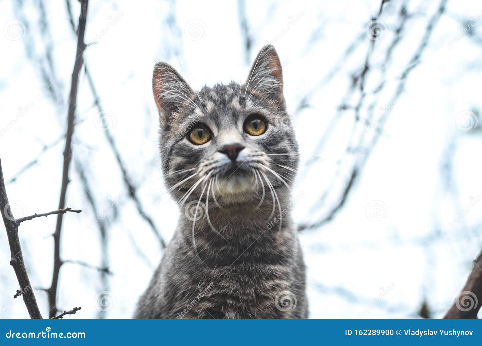 portrait of a gray kitten who is looking out for something