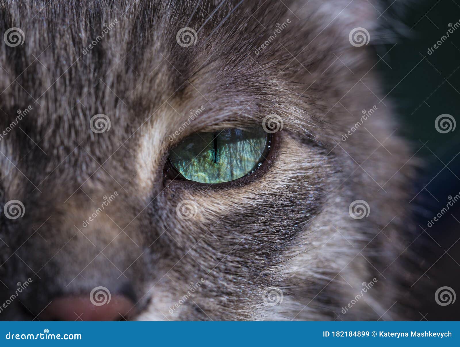 portrait of a gray tabby cat with green eyes and pink nose. focus on the beautiful green cat`s eye. only half the face of the cat