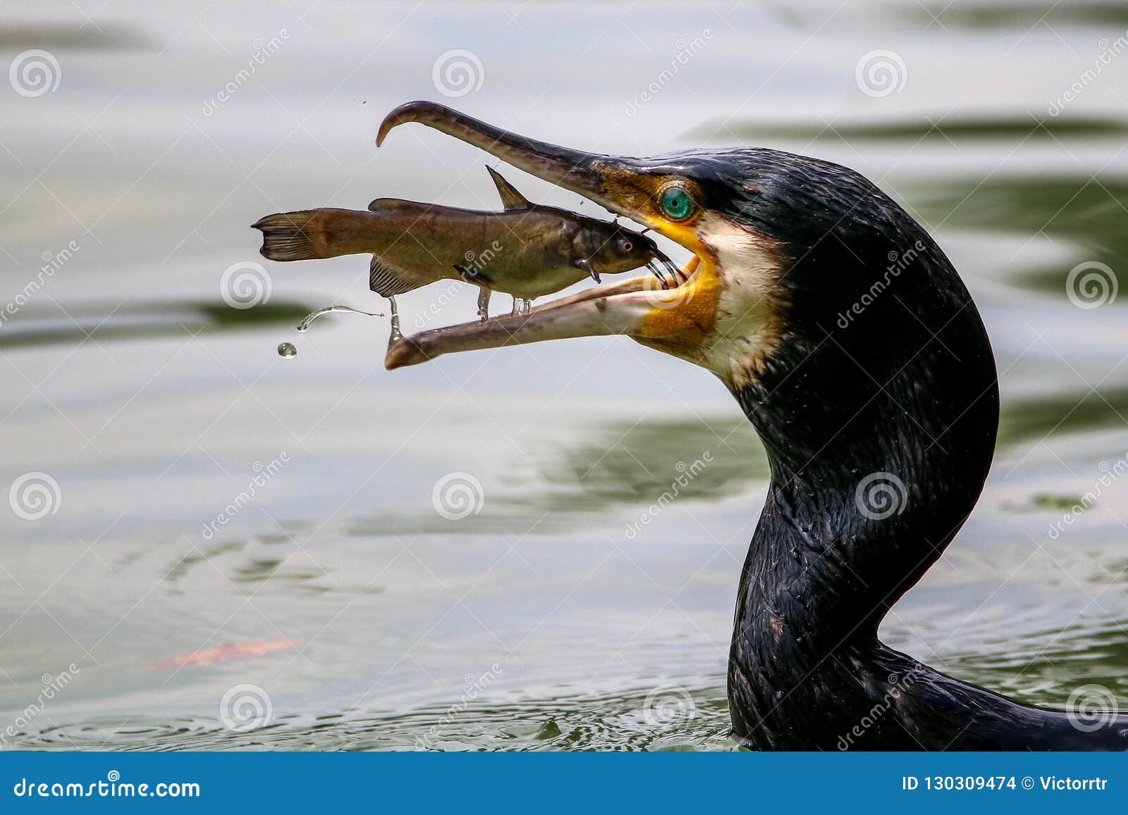 portrait of great cormorant catching fish