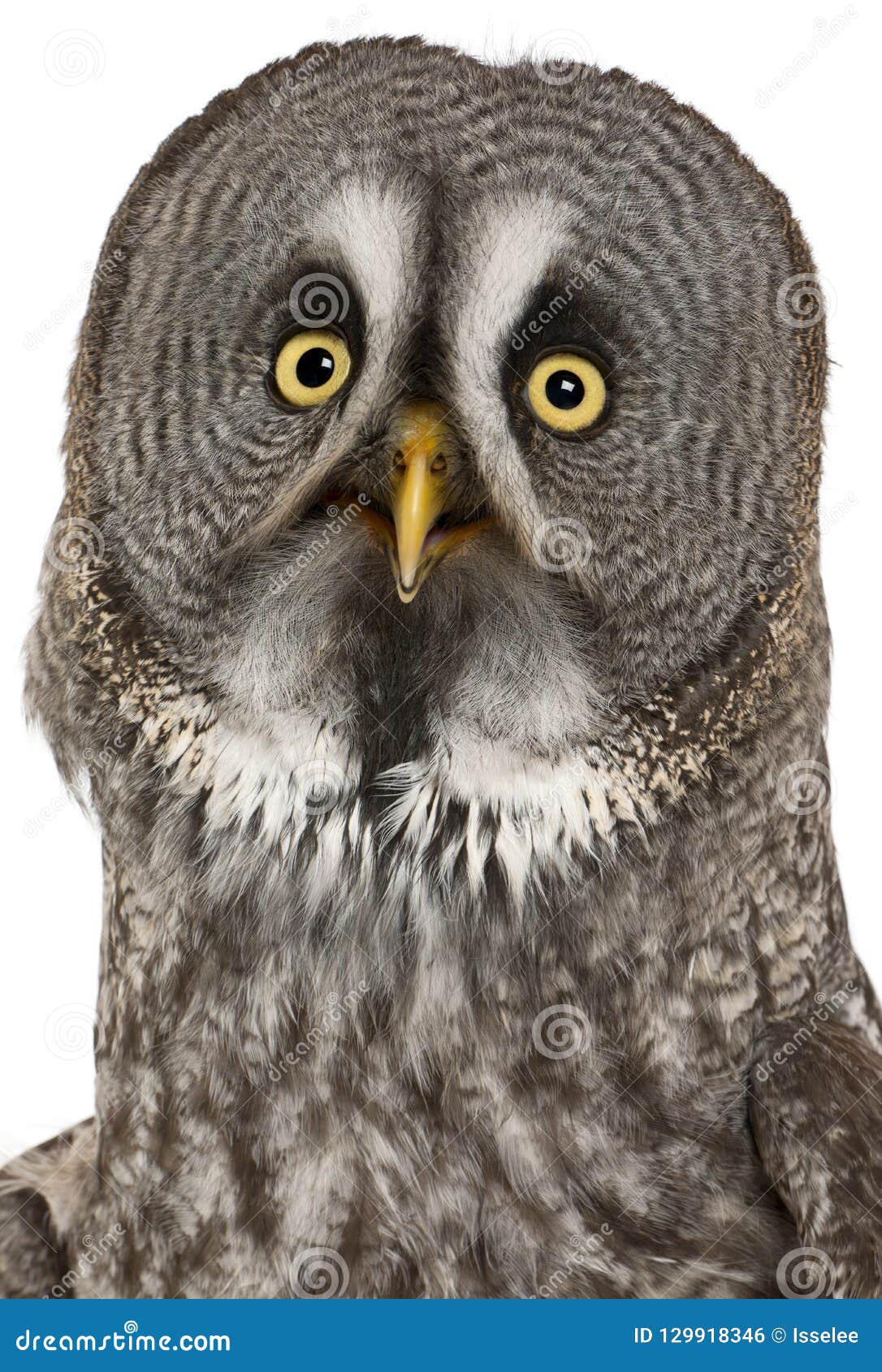 portrait of great grey owl or lapland owl, strix nebulosa, a very large owl