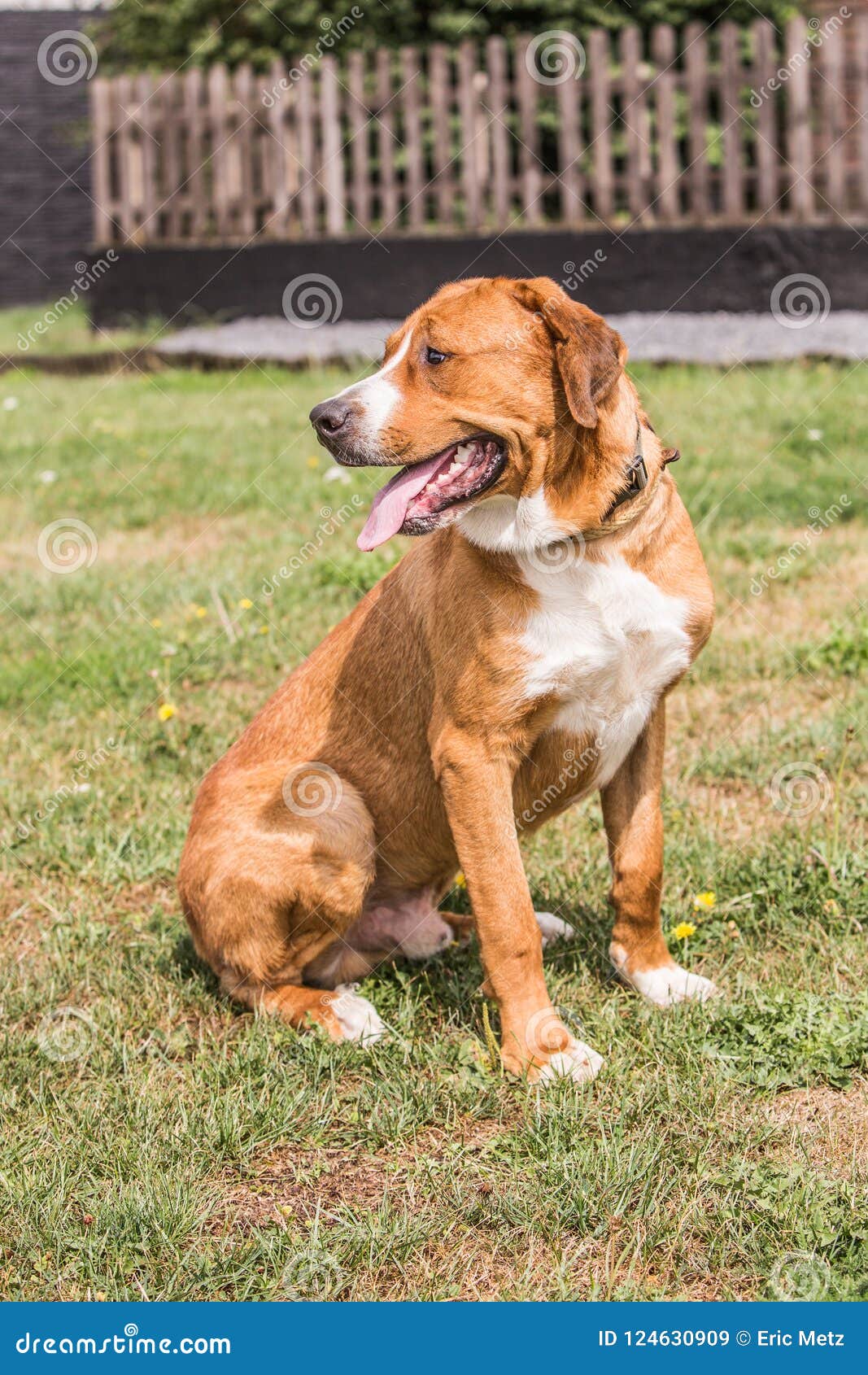 Greater Swiss Mountain Dog Living In Belgium Stock Image Image Of Outdoor Cattle 124630909
