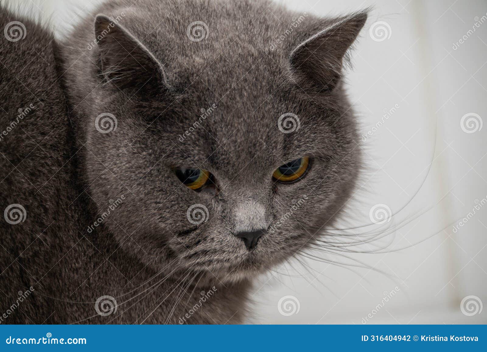 portrait of a grey british short hair cat