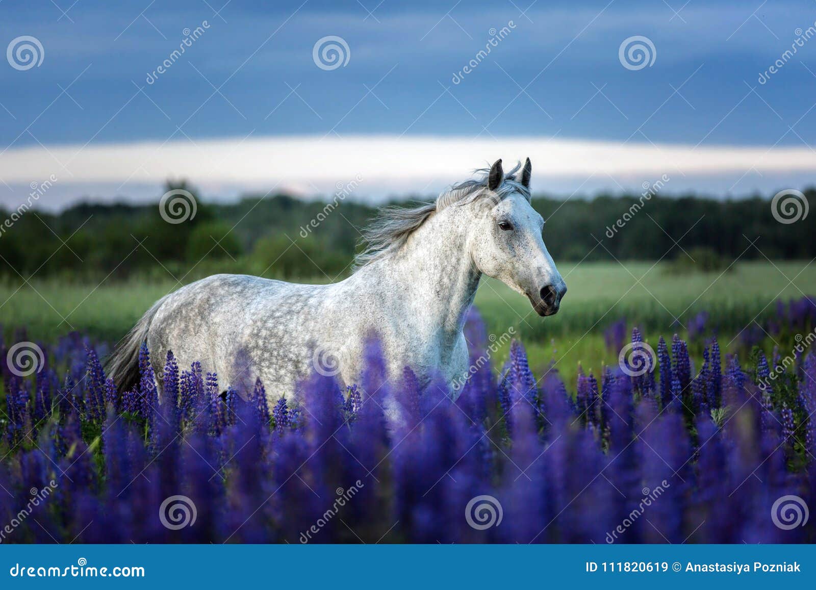 Portrait Of A Grey Horse Among Lupine Flowers Stock Image Image Of Flowers Arabian 111820619