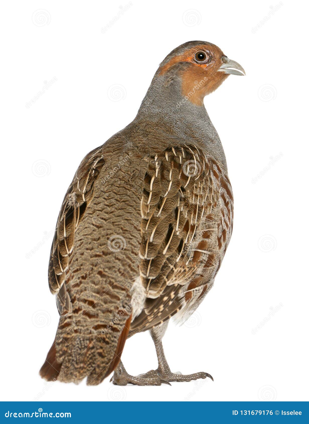 portrait of grey partridge, perdix perdix, also known as the english partridge, hungarian partridge, or hun