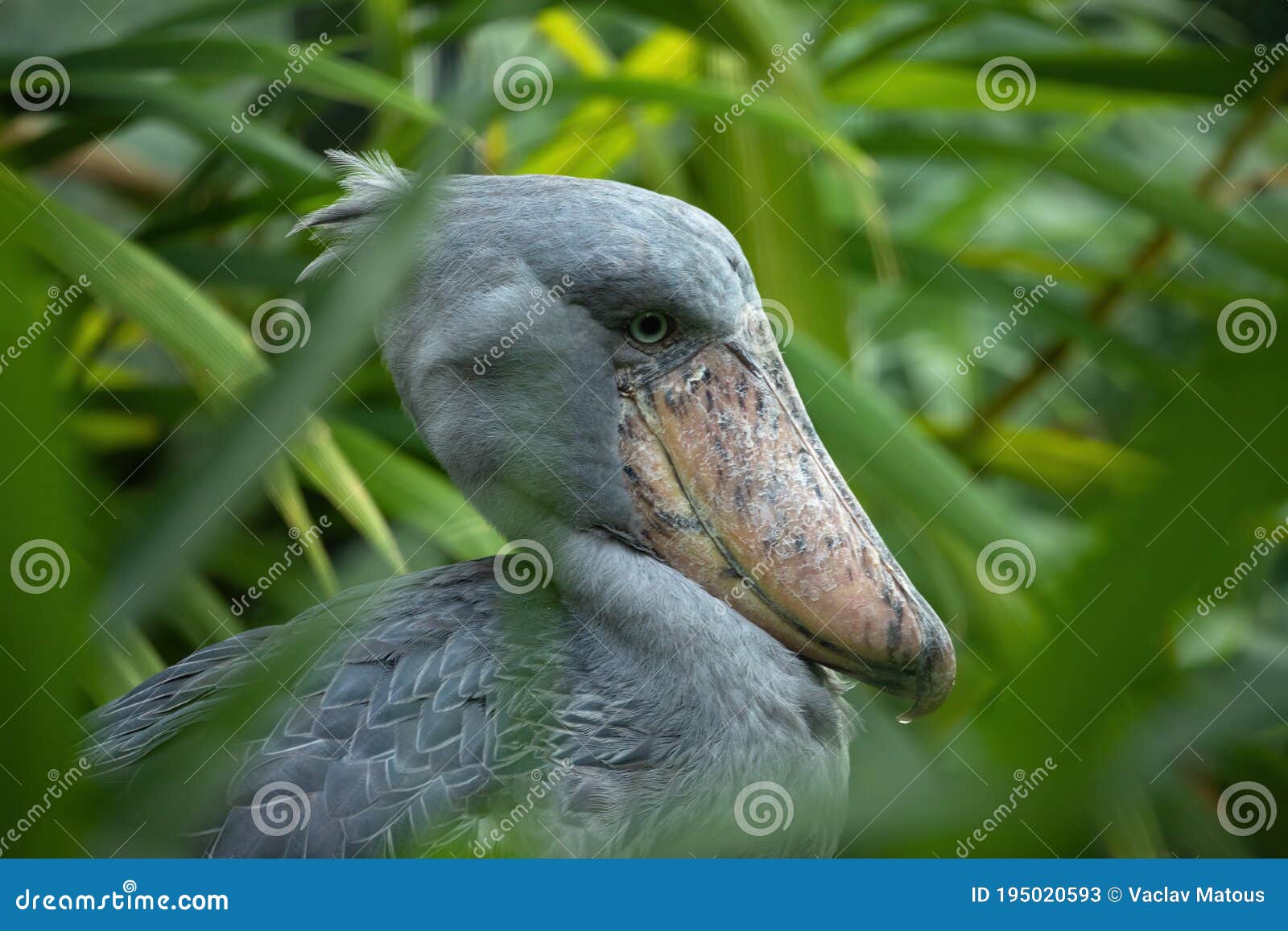 Portrait of Grey Shoebill, Balaeniceps Rex, Hidden in Green Vegetation. Prehistoric Stork Showing Huge Bill Stock Image - Image of animal, africa: 195020593 Portrait of Grey Shoebill, Balaeniceps Rex, Hidden in Green Vegetation. Prehistoric Stork Showing Huge Bill Stock Image - Image of animal, africa: 195020593
