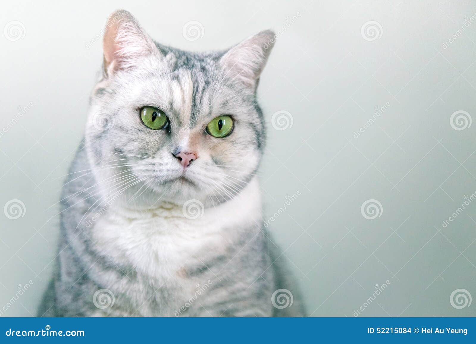 Portrait of a Grey Silver Cat Stock Photo Image of isolated, hair