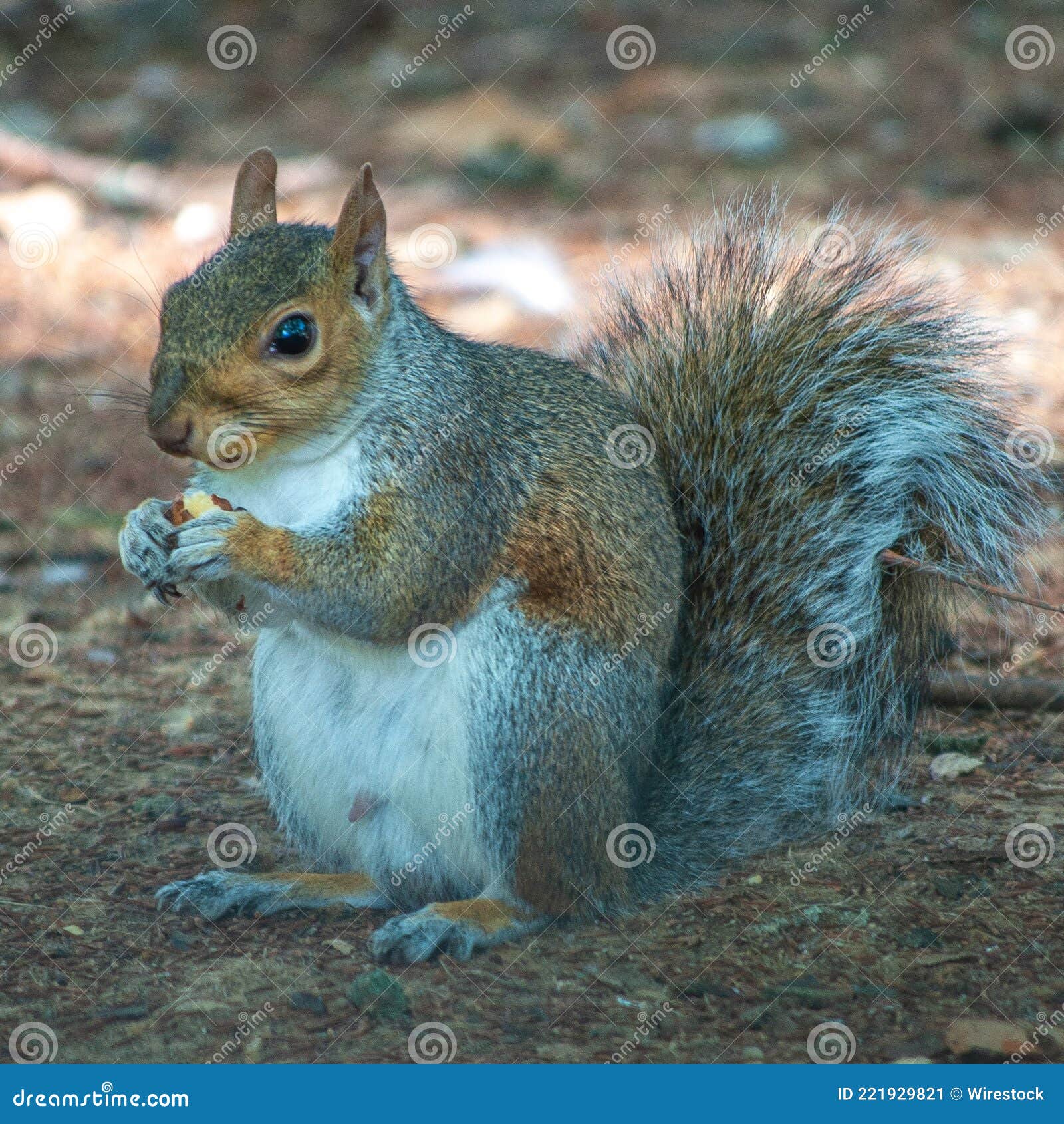 portrait of a grey squirrell eating