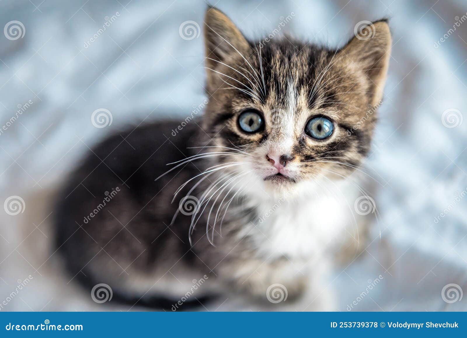 Portrait of Grey and White Kitten Stock Photo Image of cute, indoor