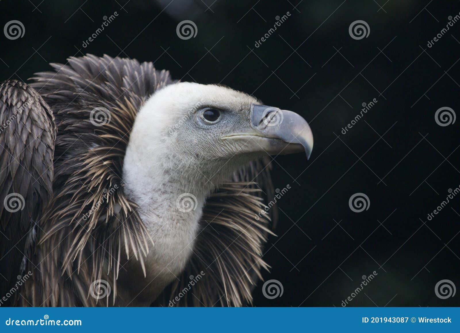 Portrait of a Griffon Vulture, a Bird of Prey Stock Image - Image of ...