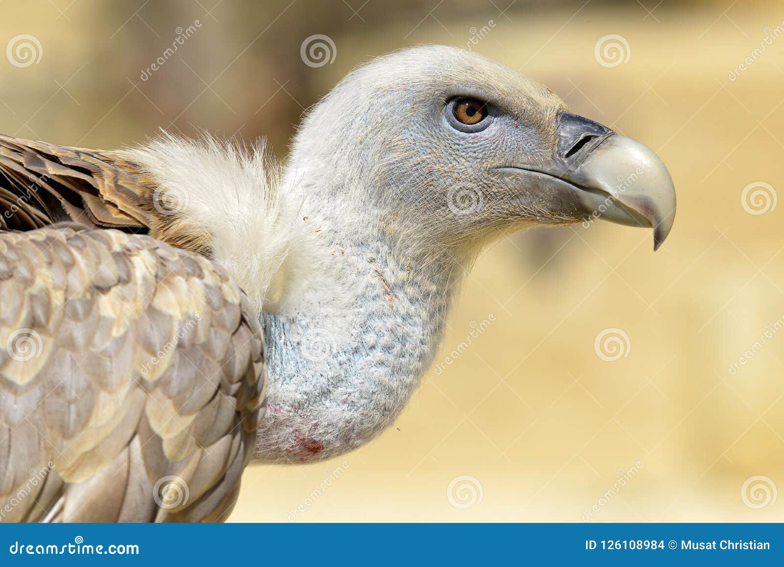 Portrait of Griffon Vulture Stock Photo - Image of animal, profile ...