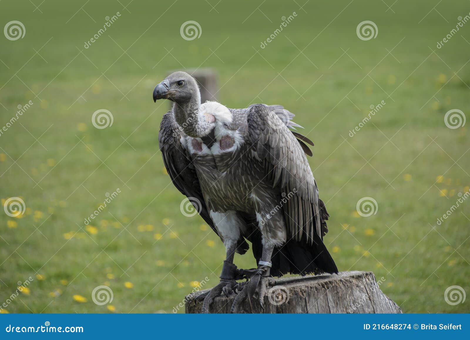 Portrait of a Griffon Vulture Gyps Fulvus Sitting on a Tree Stump Stock ...