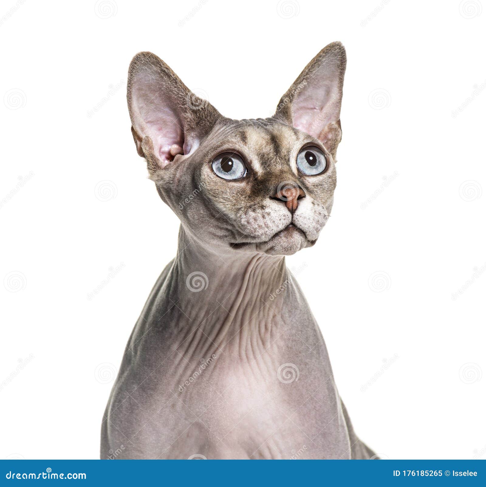 Portrait Of A Hairless Sphynx Cat Isolated Stock Image Image Of Hairless Vertebrate 176185265