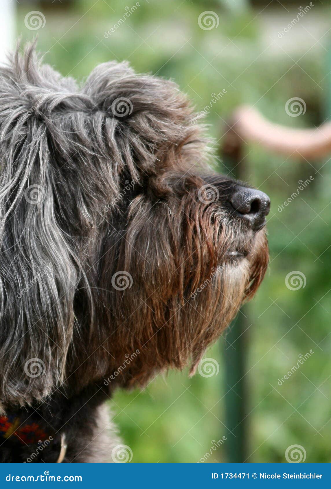 Portrait of hairy dog stock image. Image of canidae, closeup 1734471