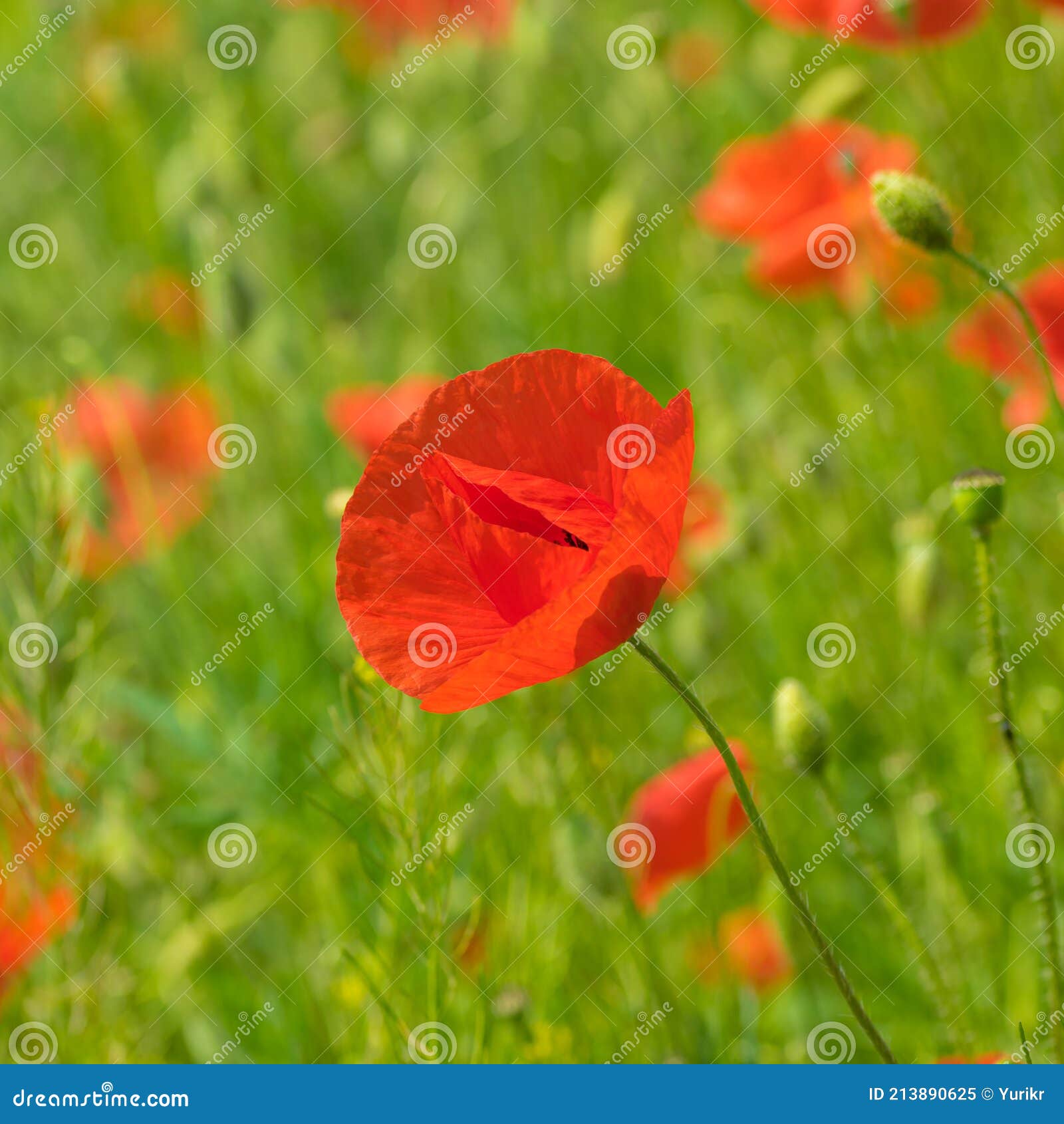 portrait of half opened bud of red poppy