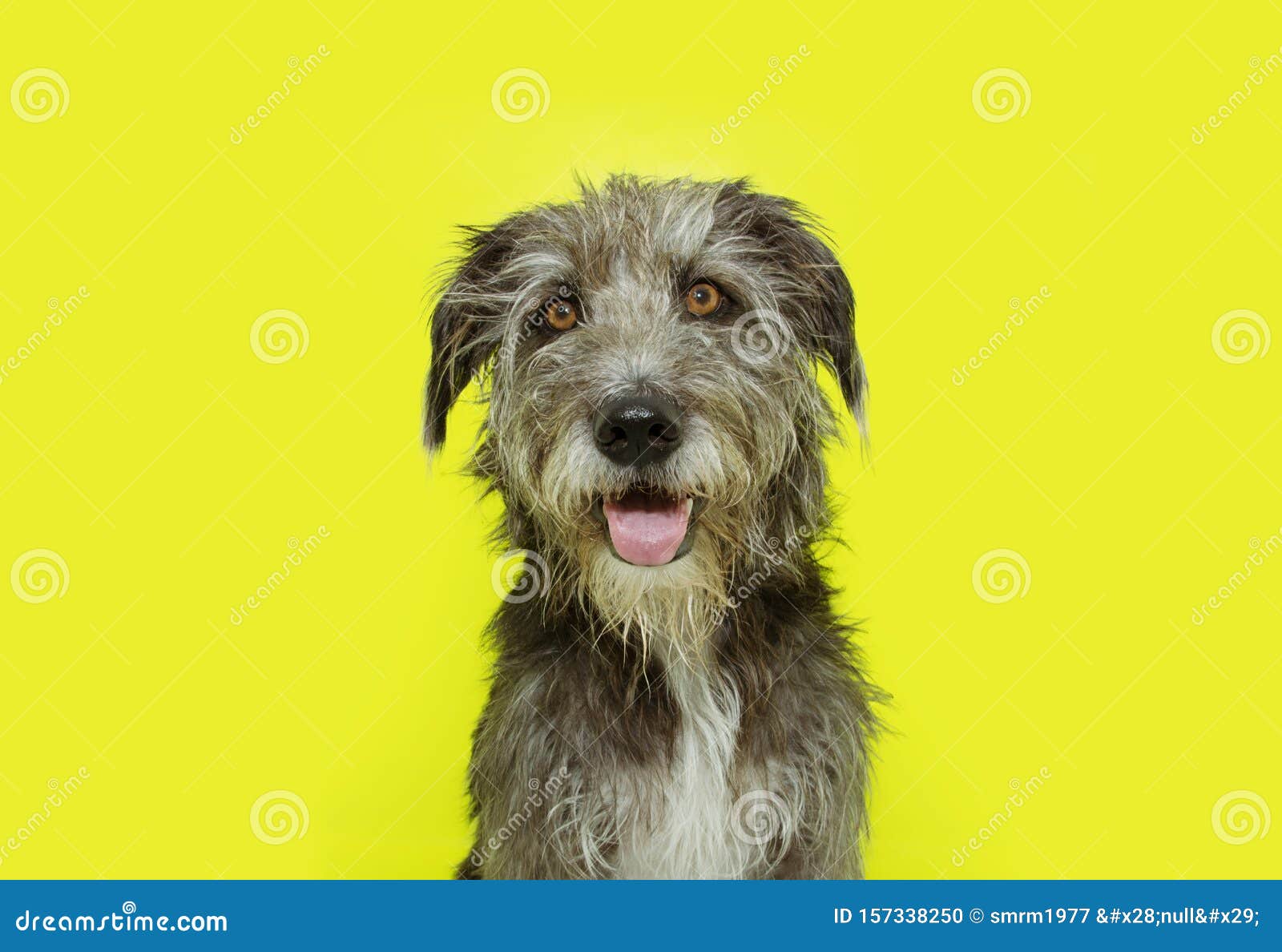 Portrait Happy Dog Smiling. Isolated On Yellow Background Stock Photo