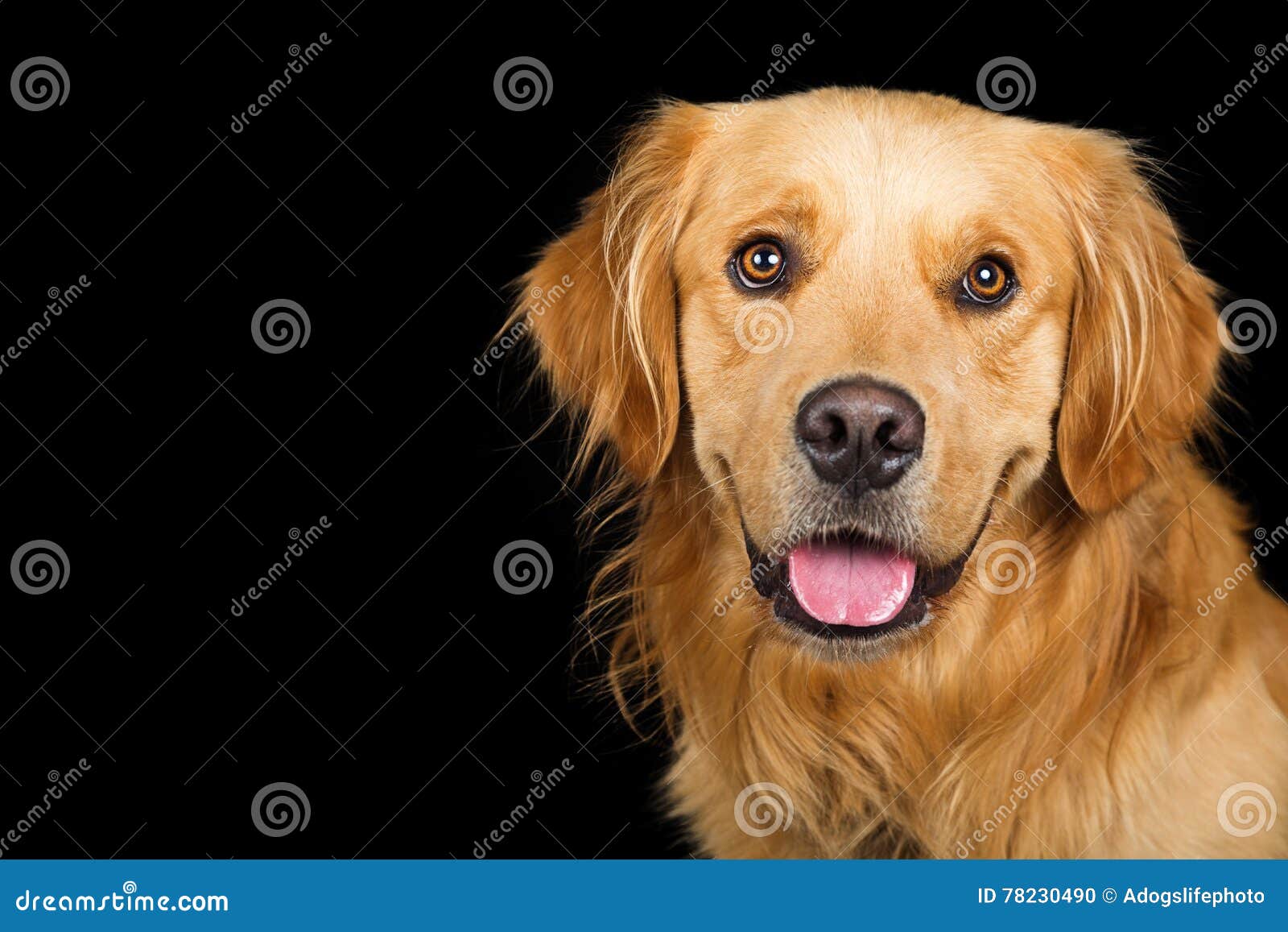 portrait happy golden retriever dog over black