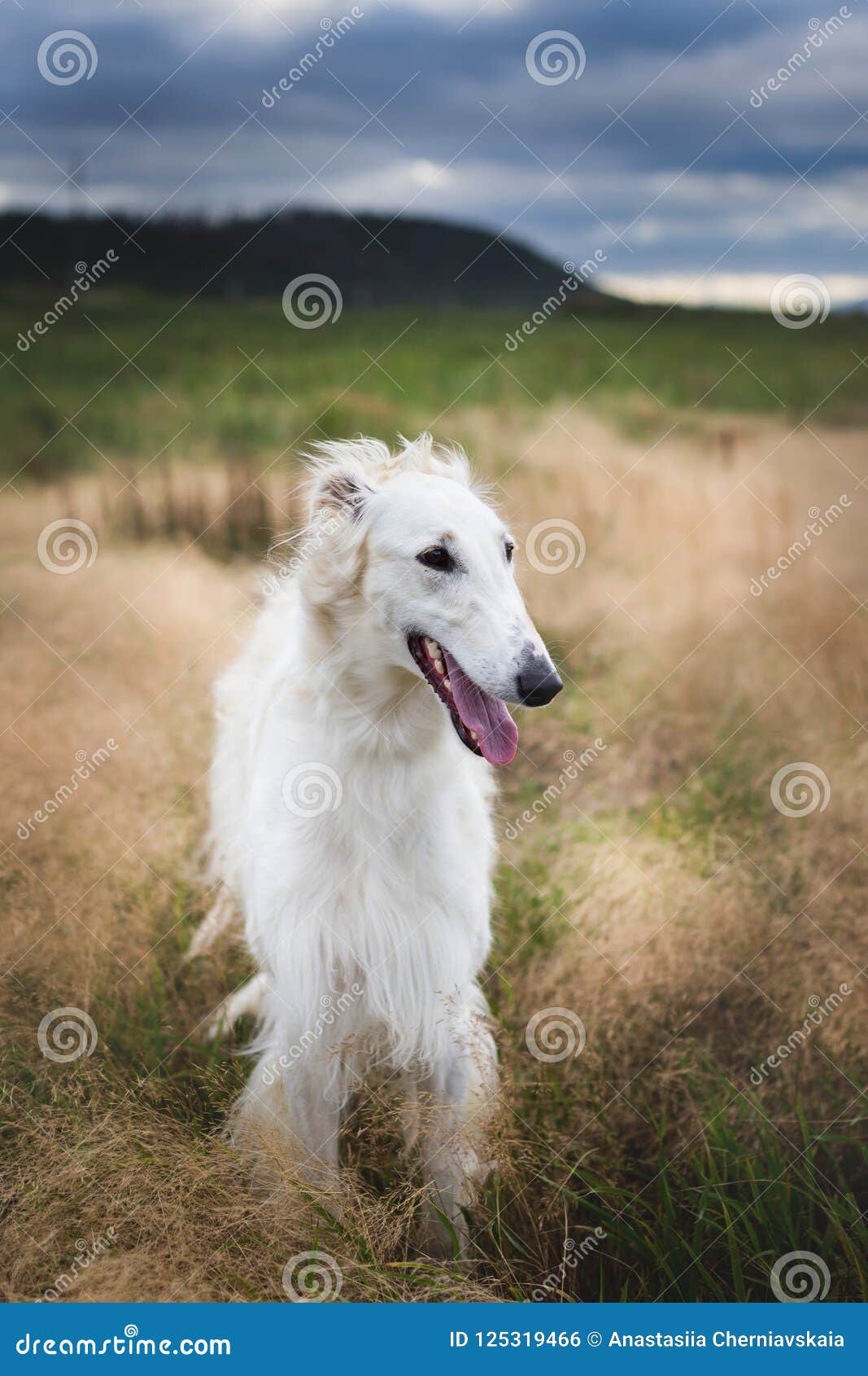 Profile Portrait Of Beautiful Beige Russian Borzoi Dog Standing In The Field Ay Sunset Stock Photo Image Of Eyes Portrait 125319466