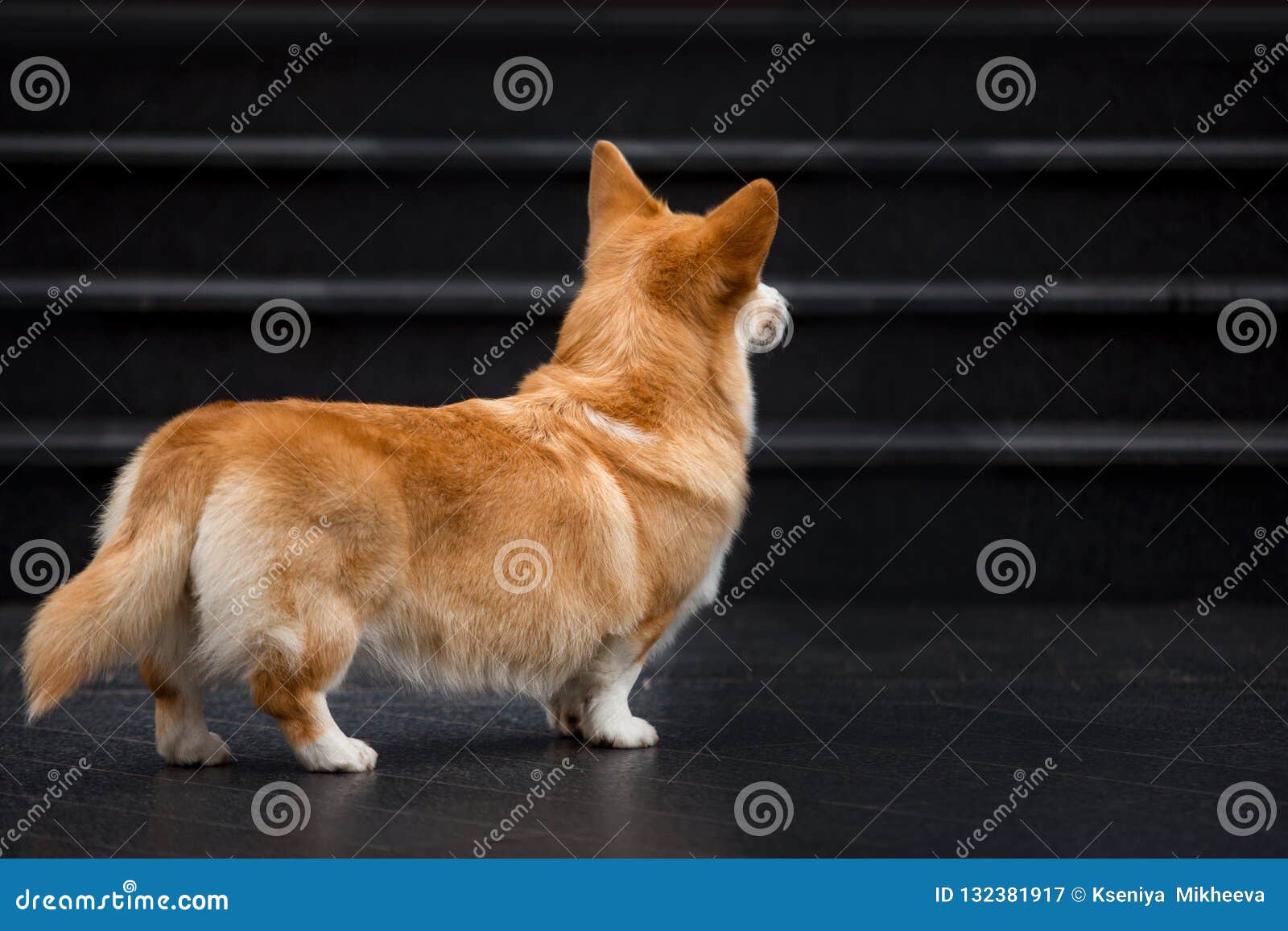 corgi look back at it