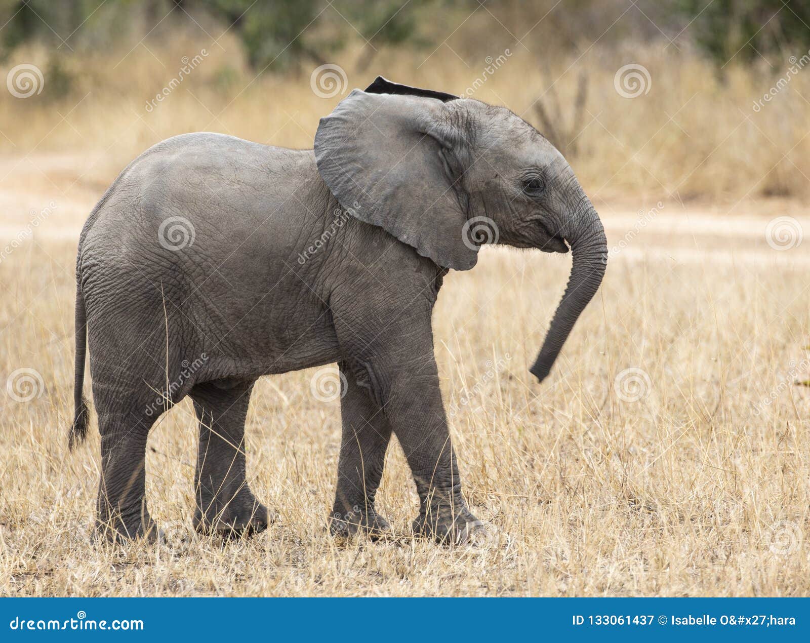 Portrait Haut Etroit De Profil D Elephant De Bebe Loxodonta Africana Marchant A Cote Du Chemin De Terre Avec L Herbe Et Le Pays Image Stock Image Du Tourisme Fuselage