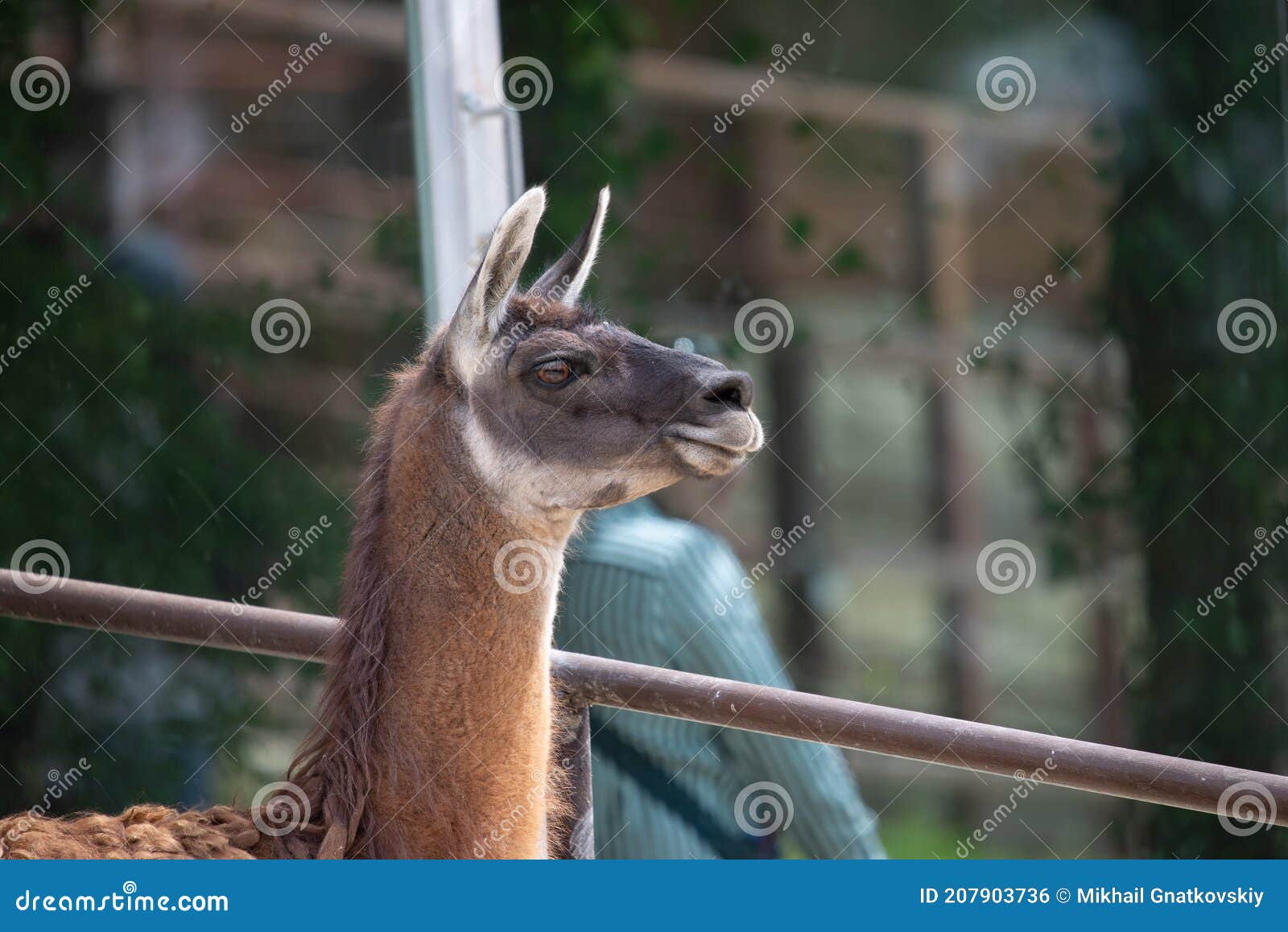 2 764 Lama Drole Photos Libres De Droits Et Gratuites De Dreamstime 2 764 Lama Drole Photos Libres De Droits Et Gratuites De Dreamstime