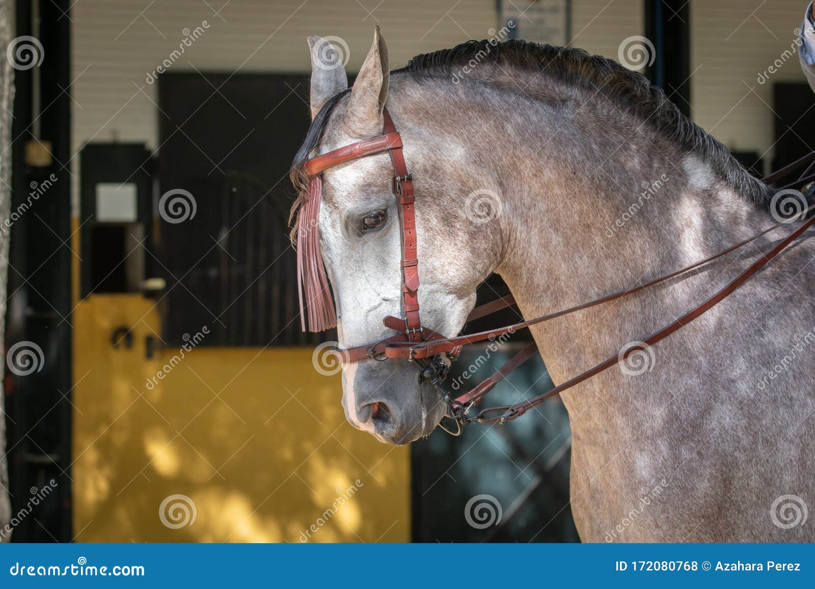 portrait of the head of a hispano arabian horse in doma vaquera