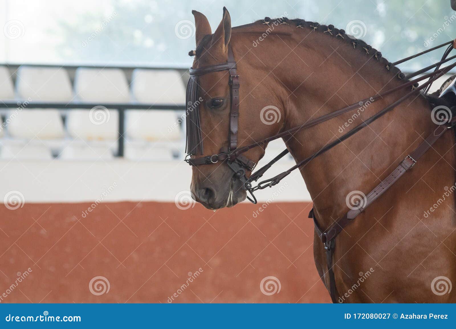 portrait of the head of a hispano arabian horse in doma vaquera