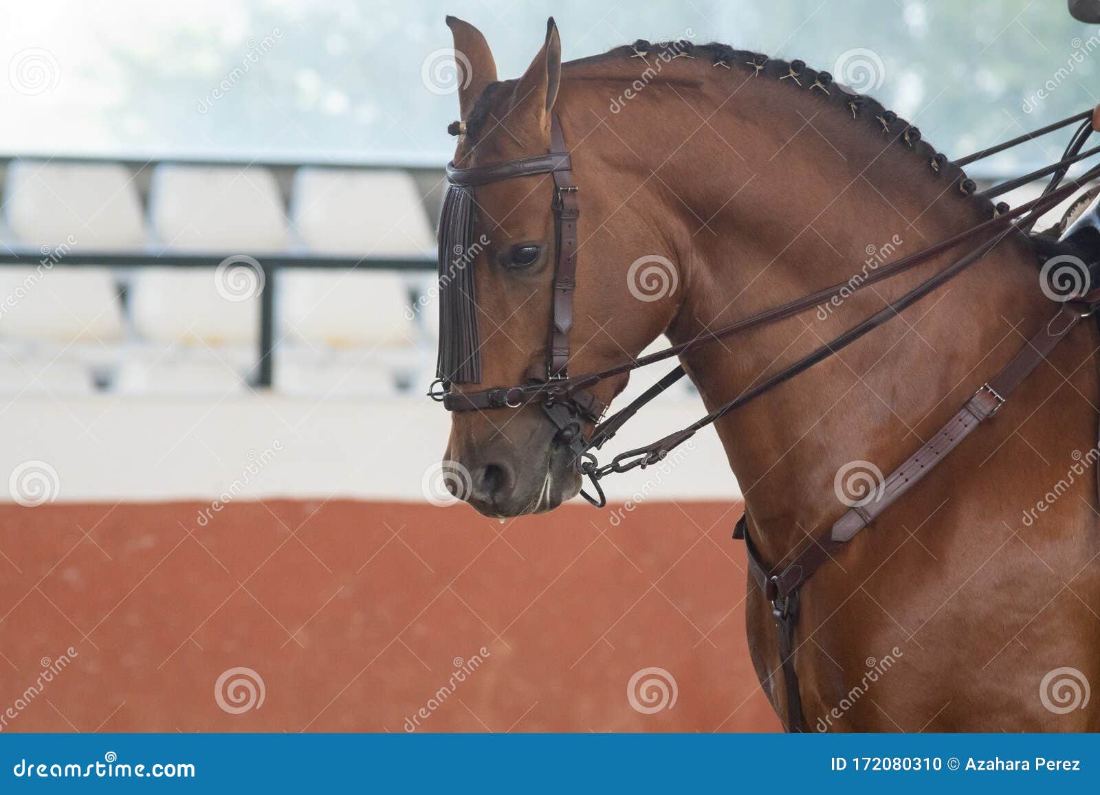 portrait of the head of a hispano arabian horse in doma vaquera